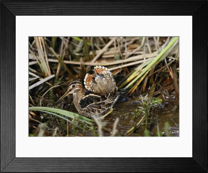 Framed Print : Picture No. 10886098 Framed Print : Picture No. 10886098