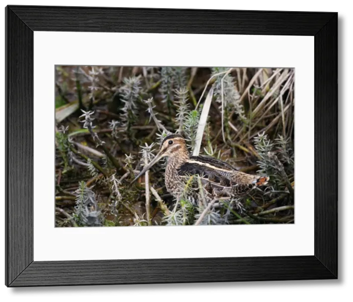 Framed Print : Picture No. 10886096