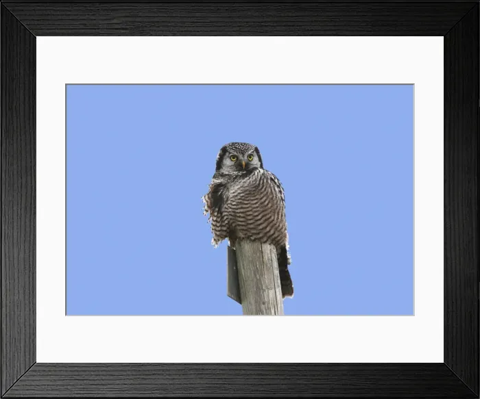 Framed Print : Picture No. 10886100 Framed Print : Picture No. 10886100