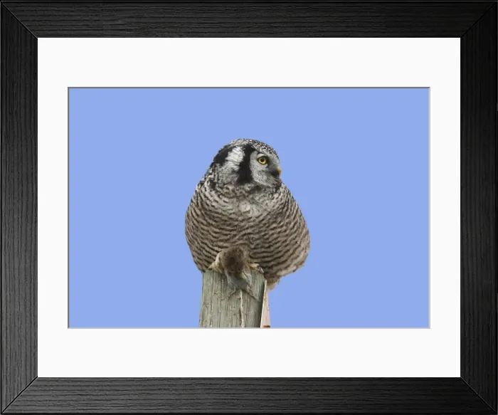 Framed Print : Picture No. 10886101 Framed Print : Picture No. 10886101