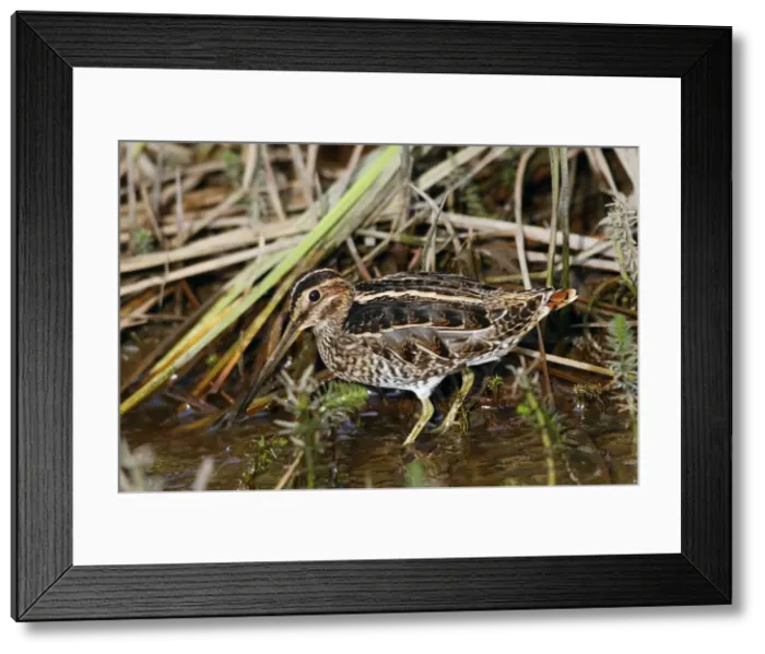 Framed Print : Picture No. 10886097 Framed Print : Picture No. 10886097