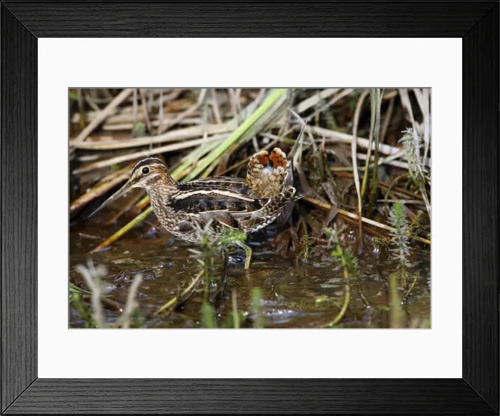 Framed Print : Picture No. 10886099 Framed Print : Picture No. 10886099