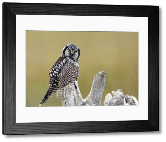 Framed Print : Picture No. 10886104 Framed Print : Picture No. 10886104