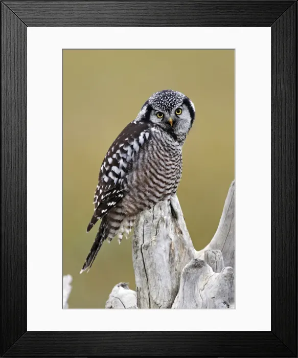 Framed Print : Picture No. 10886105 Framed Print : Picture No. 10886105