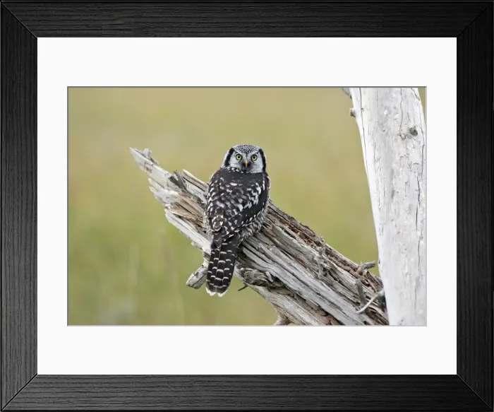 Framed Print : Picture No. 10886103 Framed Print : Picture No. 10886103