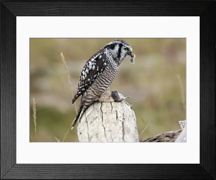 Framed Print : Picture No. 10886107 Framed Print : Picture No. 10886107