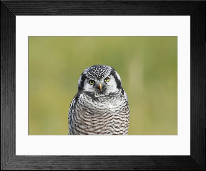 Framed Print : Picture No. 10886109 Framed Print : Picture No. 10886109
