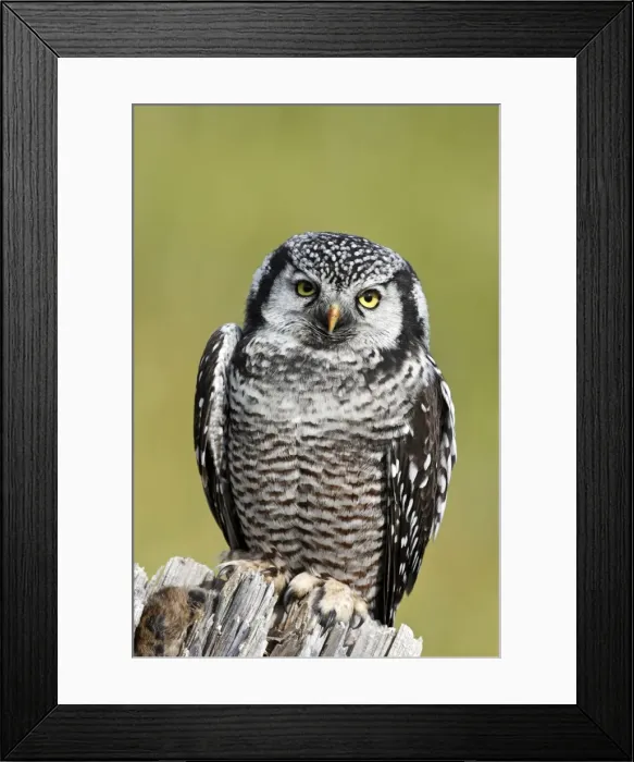 Framed Print : Picture No. 10886110