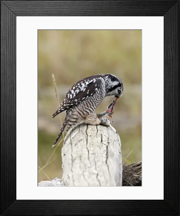 Framed Print : Picture No. 10886106 Framed Print : Picture No. 10886106