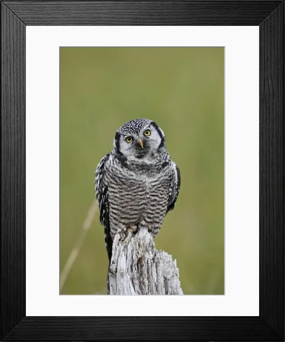 Framed Print : Picture No. 10886111 Framed Print : Picture No. 10886111
