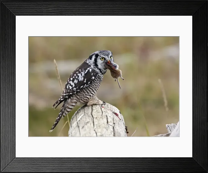 Framed Print : Picture No. 10886108 Framed Print : Picture No. 10886108