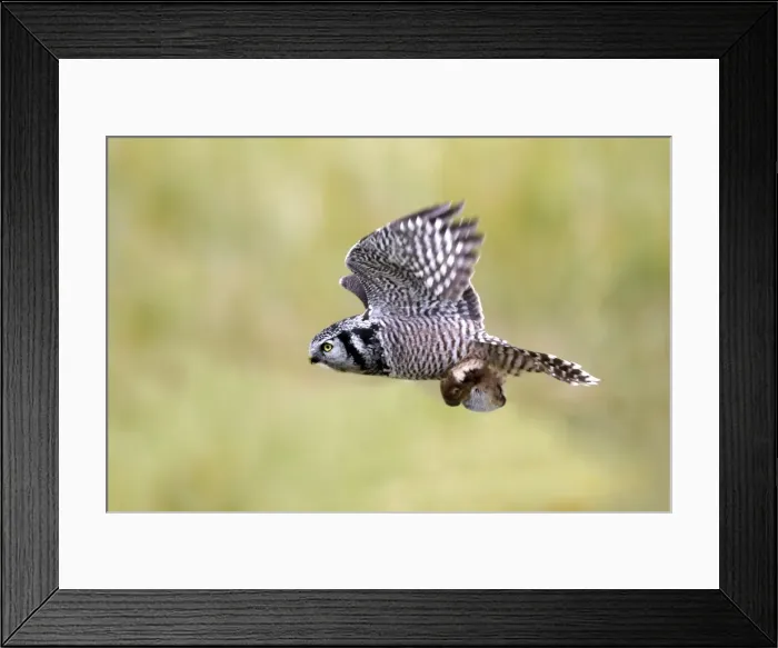Framed Print : Picture No. 10886113 Framed Print : Picture No. 10886113