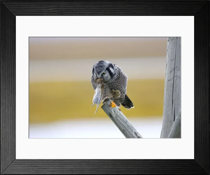 Framed Print : Picture No. 10886102 Framed Print : Picture No. 10886102