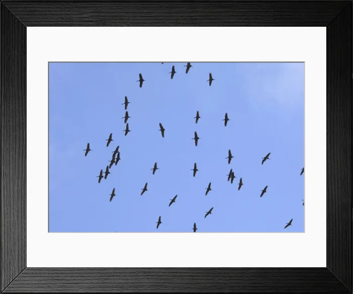 Framed Print : Picture No. 10886116 Framed Print : Picture No. 10886116
