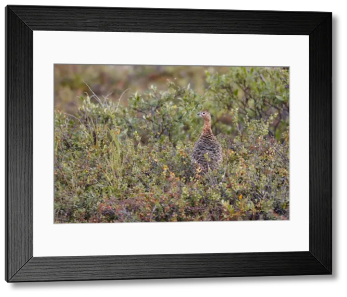 Framed Print : Picture No. 10886117