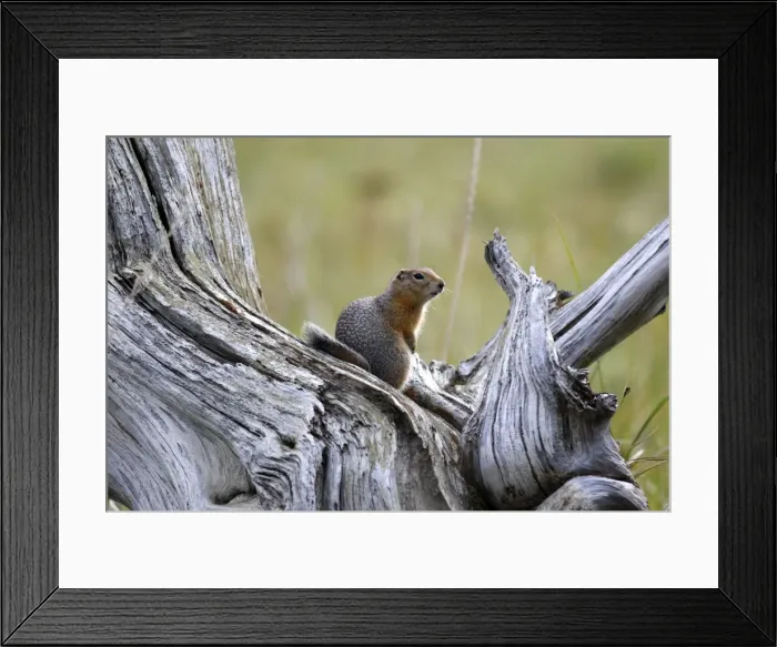 Framed Print : Picture No. 10886114