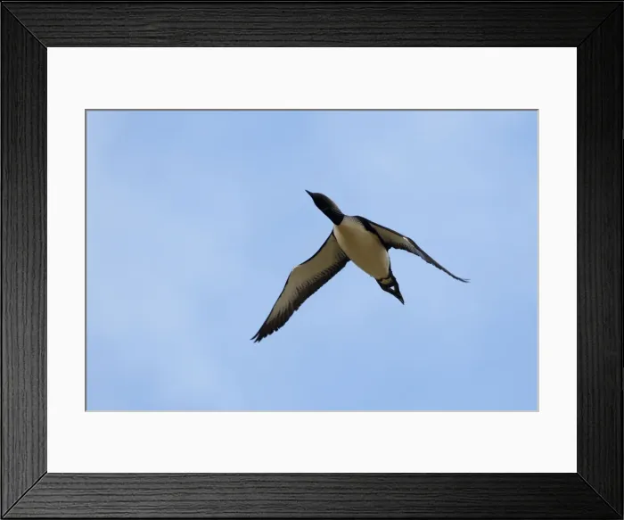 Framed Print : Picture No. 10886125 Framed Print : Picture No. 10886125