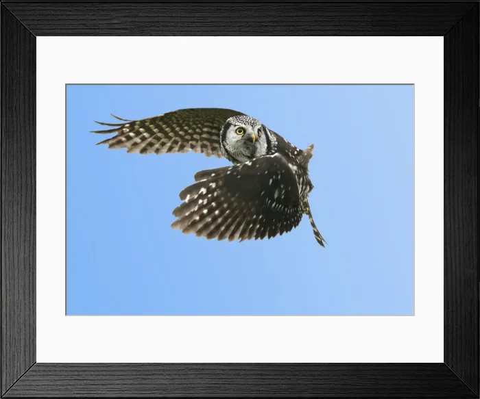 Framed Print : Picture No. 10886128 Framed Print : Picture No. 10886128