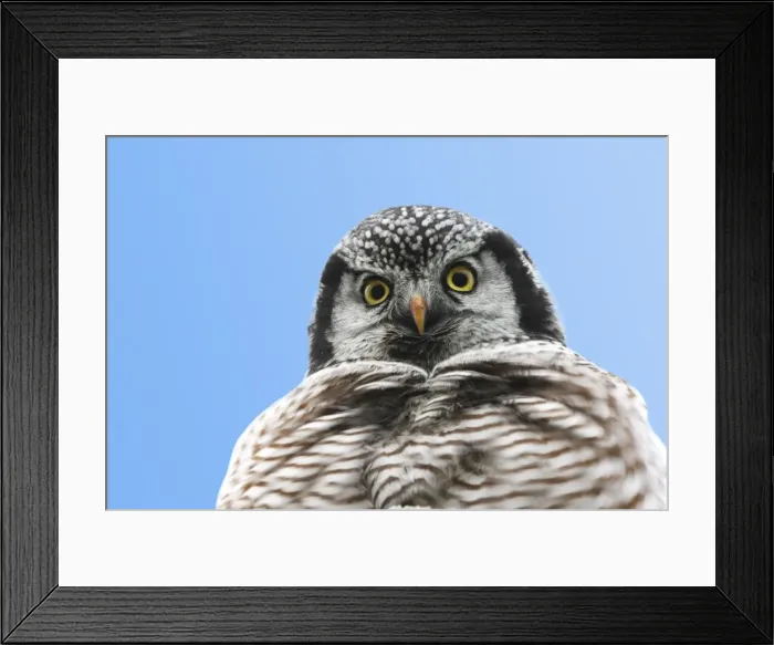 Framed Print : Picture No. 10886129 Framed Print : Picture No. 10886129