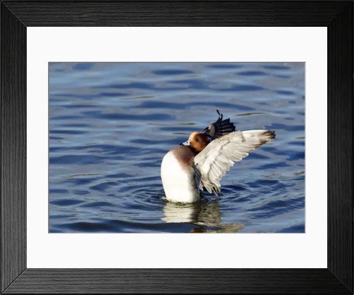 Framed Print : Picture No. 10886130
