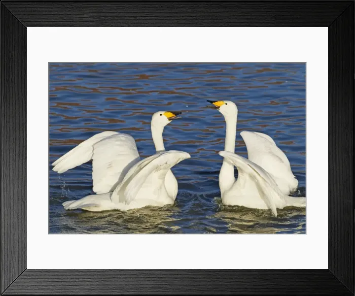 Framed Print : Picture No. 10886132 Framed Print : Picture No. 10886132