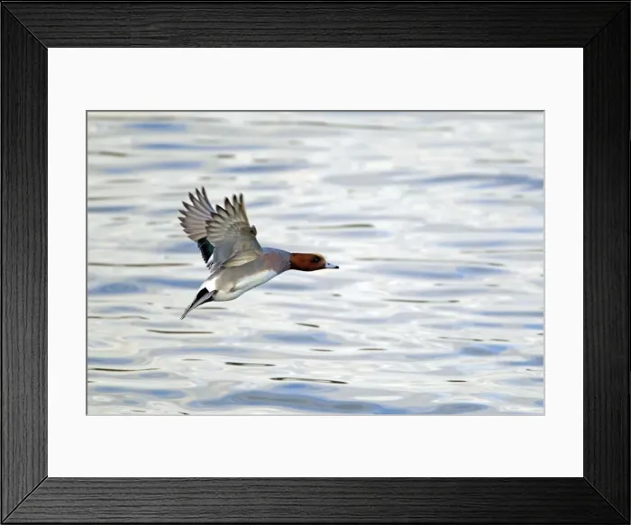 Framed Print : Picture No. 10886131 Framed Print : Picture No. 10886131