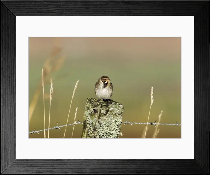 Framed Print : Picture No. 10886137 Framed Print : Picture No. 10886137