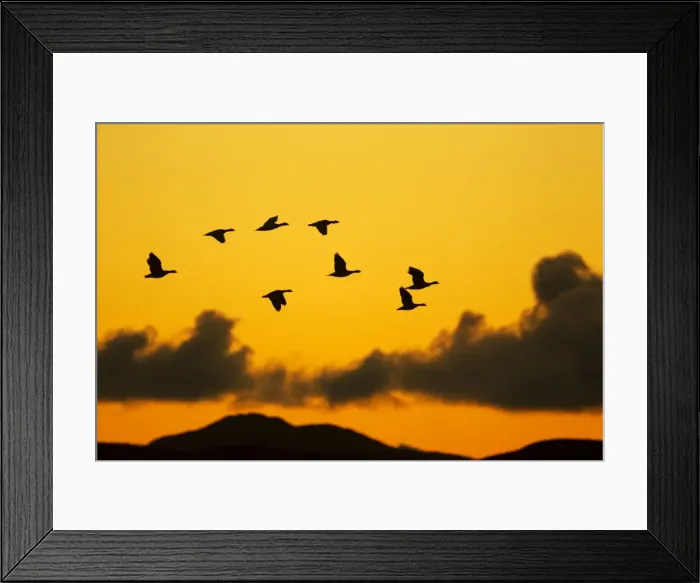 Framed Print : Picture No. 10886141 Framed Print : Picture No. 10886141