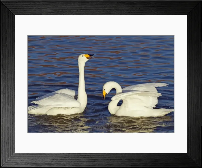 Framed Print : Picture No. 10886133 Framed Print : Picture No. 10886133