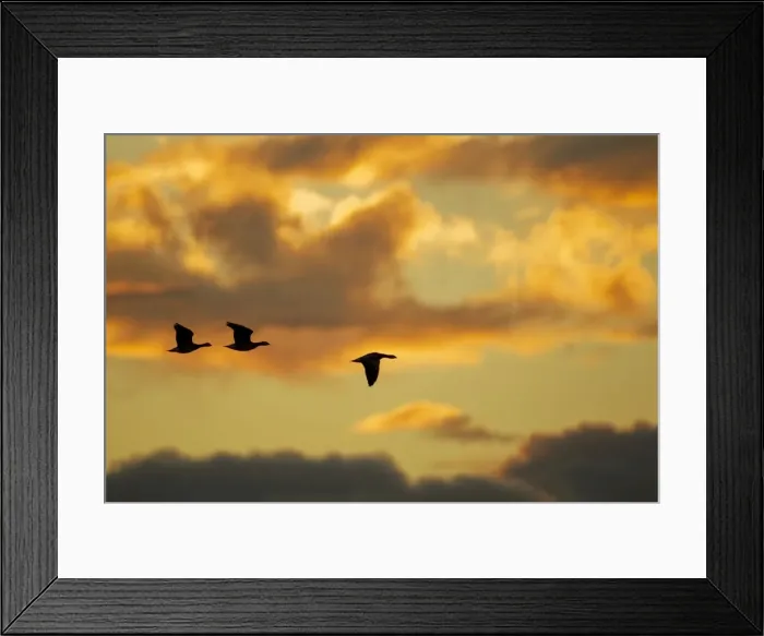 Framed Print : Picture No. 10886143 Framed Print : Picture No. 10886143