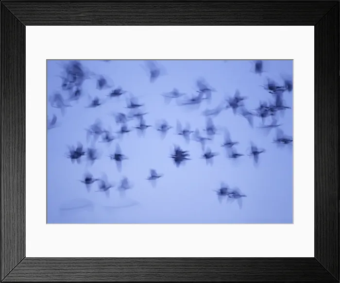 Framed Print : Picture No. 10886145 Framed Print : Picture No. 10886145