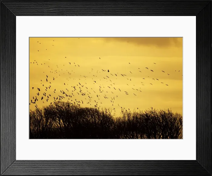 Framed Print : Picture No. 10886138 Framed Print : Picture No. 10886138