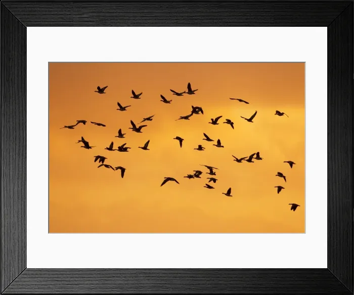 Framed Print : Picture No. 10886148 Framed Print : Picture No. 10886148