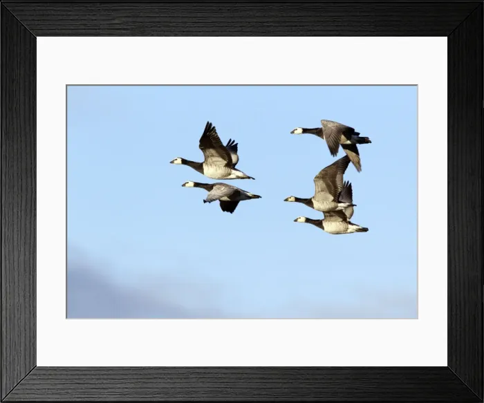 Framed Print : Picture No. 10886149 Framed Print : Picture No. 10886149