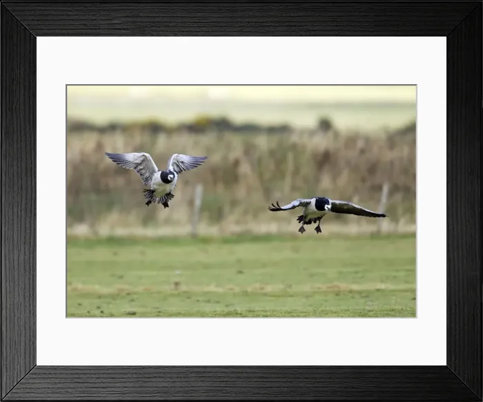 Framed Print : Picture No. 10886150 Framed Print : Picture No. 10886150