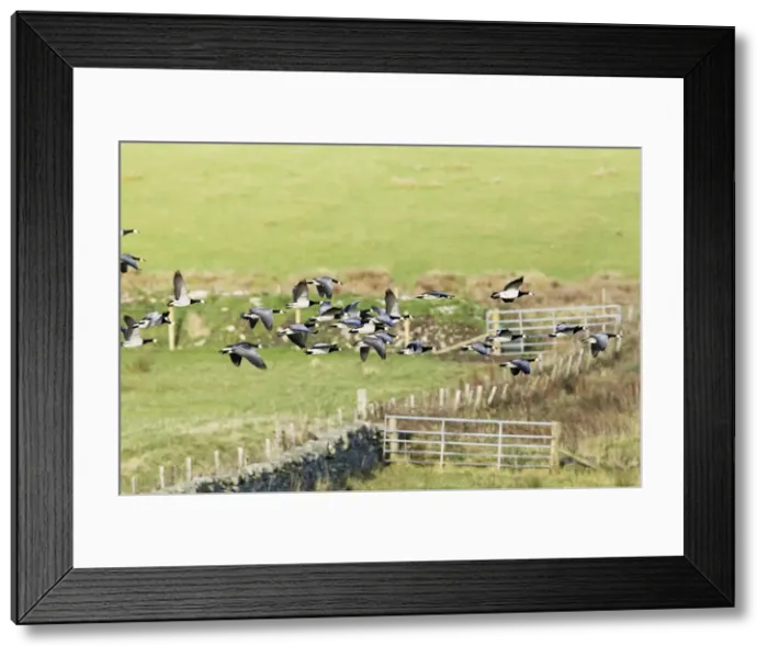 Framed Print : Picture No. 10886151 Framed Print : Picture No. 10886151