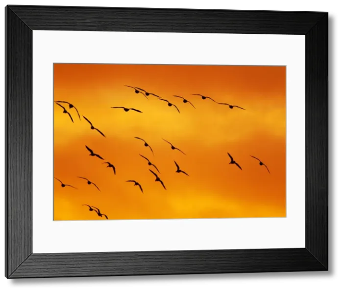 Framed Print : Picture No. 10886147 Framed Print : Picture No. 10886147