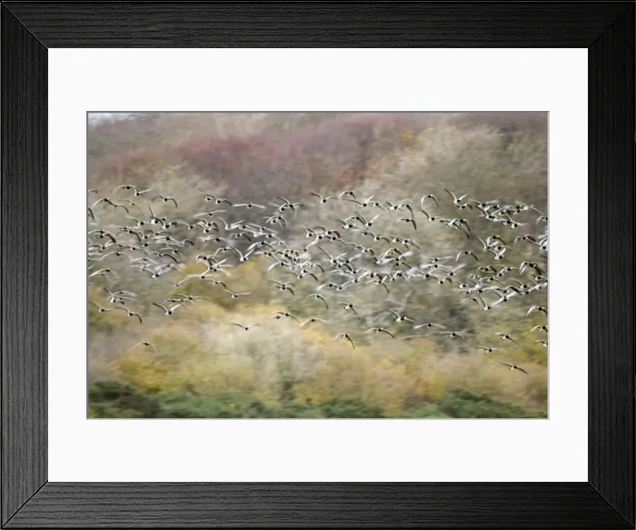 Framed Print : Picture No. 10886153 Framed Print : Picture No. 10886153