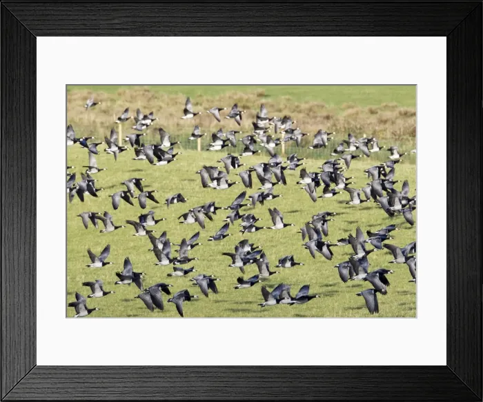 Framed Print : Picture No. 10886154 Framed Print : Picture No. 10886154