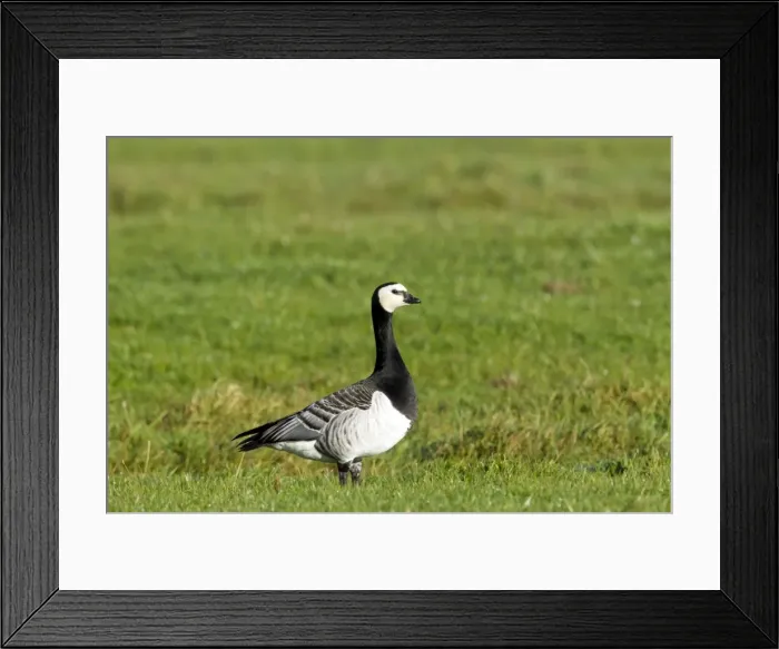 Framed Print : Picture No. 10886158 Framed Print : Picture No. 10886158
