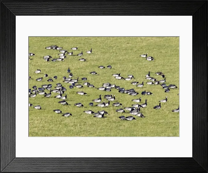Framed Print : Picture No. 10886157