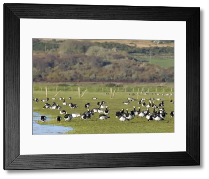 Framed Print : Picture No. 10886156 Framed Print : Picture No. 10886156