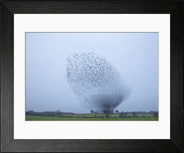 Framed Print : Picture No. 10886169 Framed Print : Picture No. 10886169