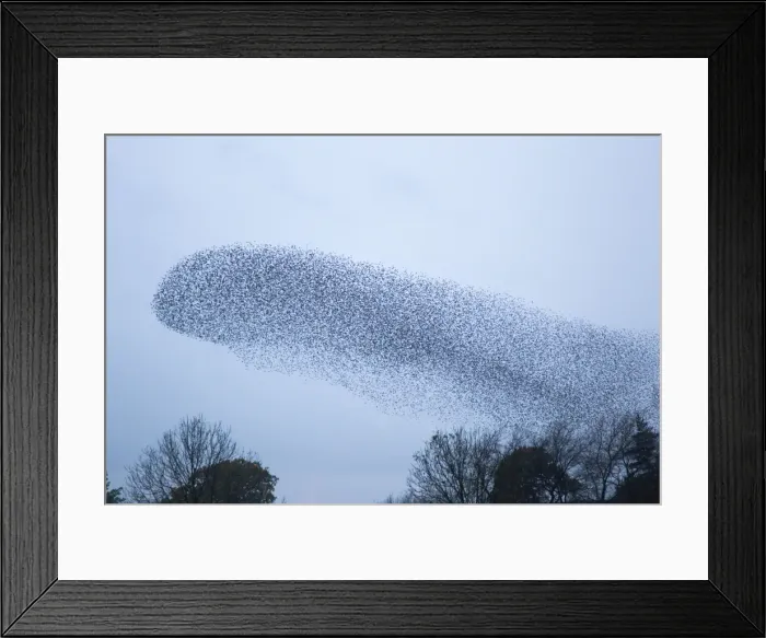 Framed Print : Picture No. 10886168 Framed Print : Picture No. 10886168