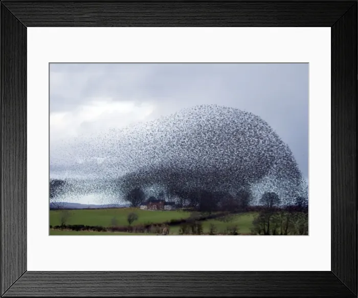 Framed Print : Picture No. 10886173