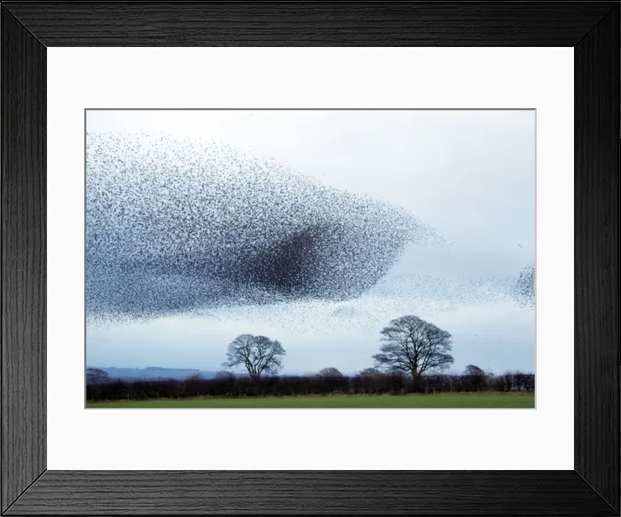 Framed Print : Picture No. 10886175 Framed Print : Picture No. 10886175