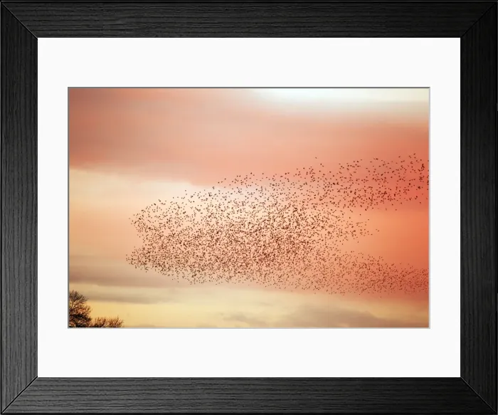 Framed Print : Picture No. 10886174