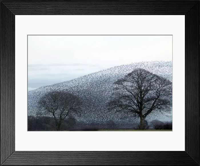 Framed Print : Picture No. 10886177 Framed Print : Picture No. 10886177