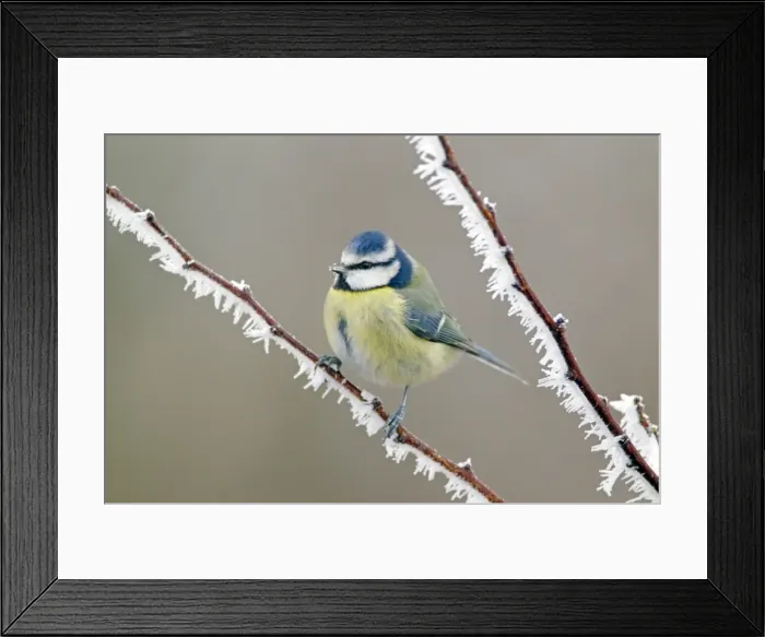 Framed Print : Picture No. 10886180 Framed Print : Picture No. 10886180