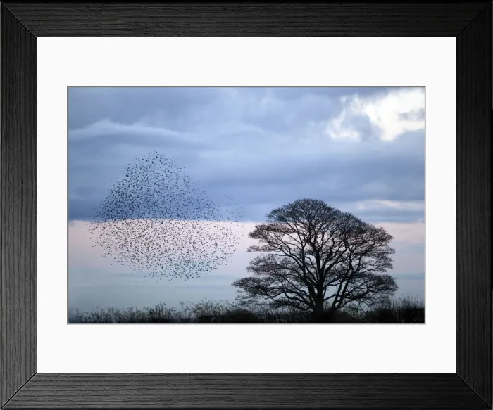 Framed Print : Picture No. 10886176 Framed Print : Picture No. 10886176